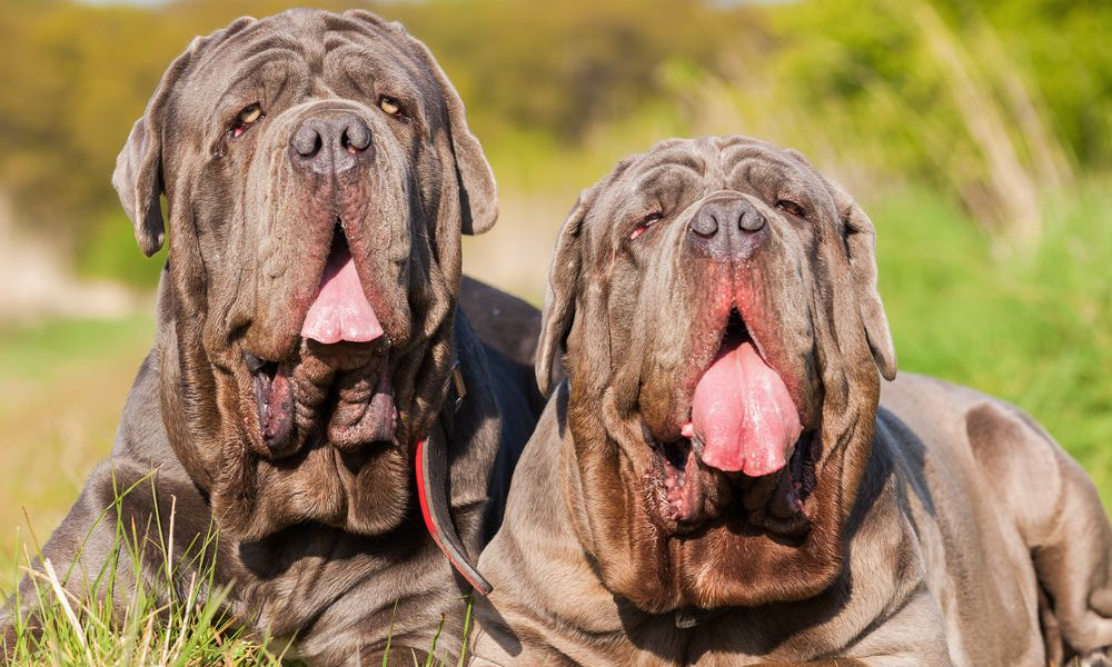 due mastini napoletani 