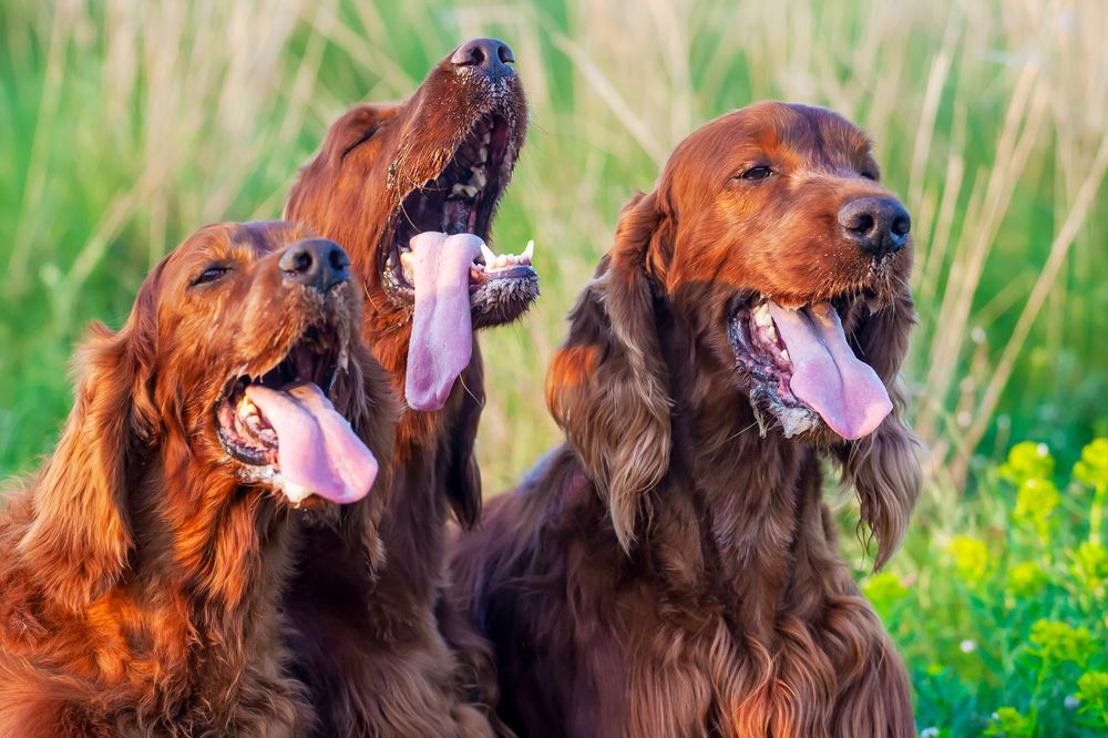 3 setter in un prato con la bocca aperta