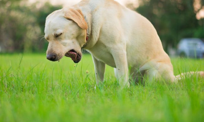 cane che tossisce