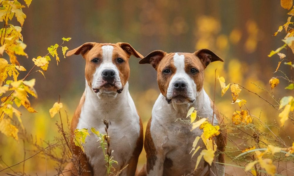 due amstaff fulvi in mezzo alle piante