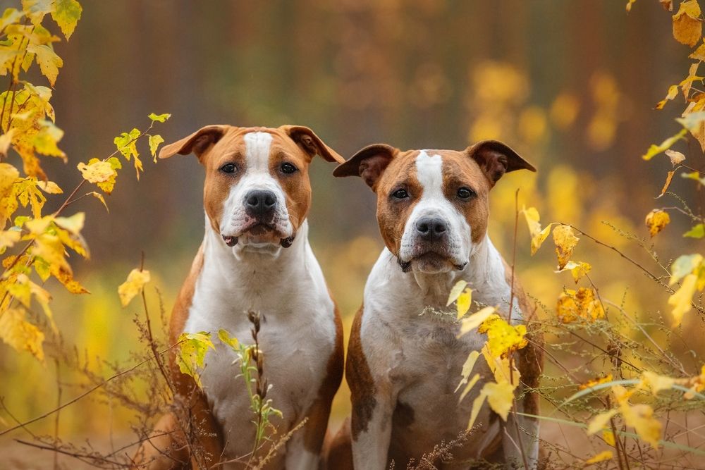 due amstaff fulvi in mezzo alle piante