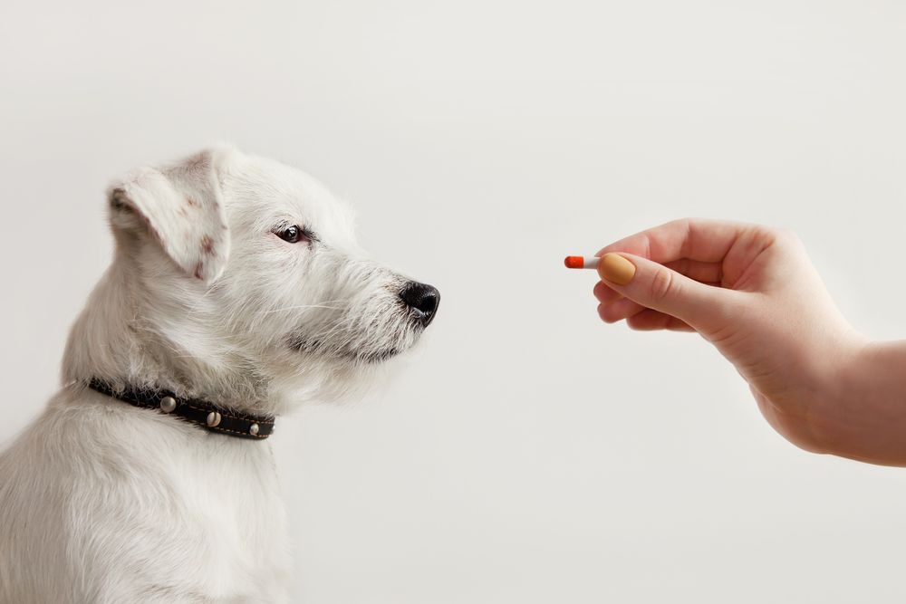 Jack Russell Terrier in attesa di ricevere la pillola dalla mano del proprietario o del medico