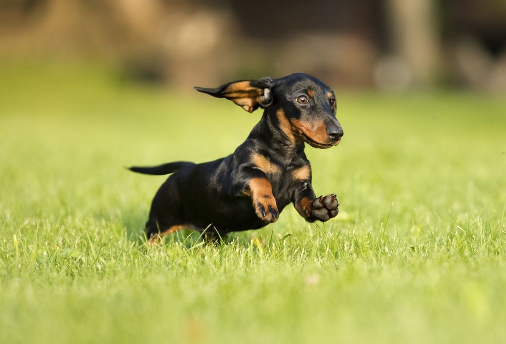 bassotto che corre in un prato