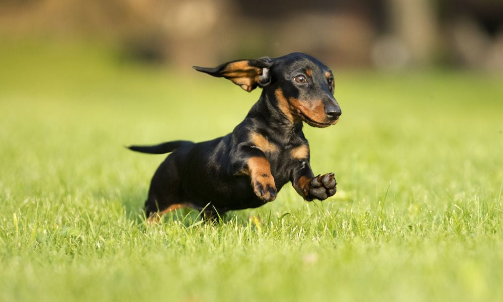 bassotto che corre in un prato
