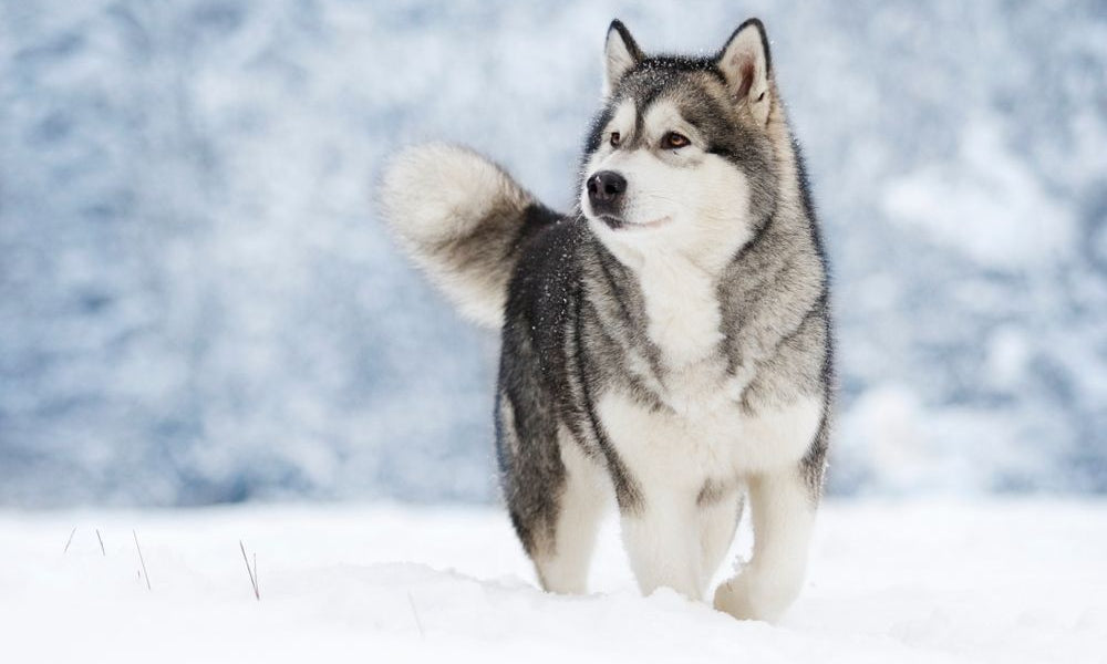 alaskan malamute nella neve