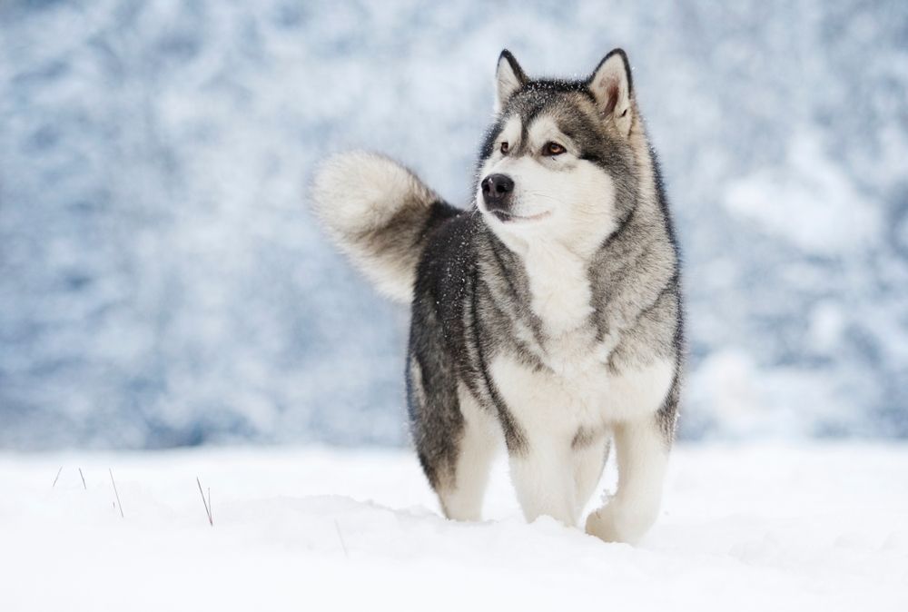 alaskan malamute nella neve