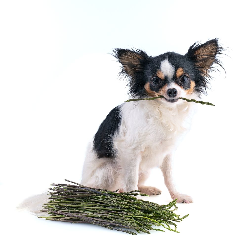chihuahua con asparago in bocca 