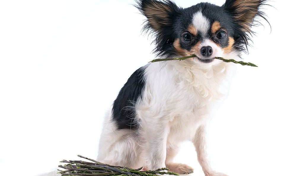 chihuahua con asparago in bocca 