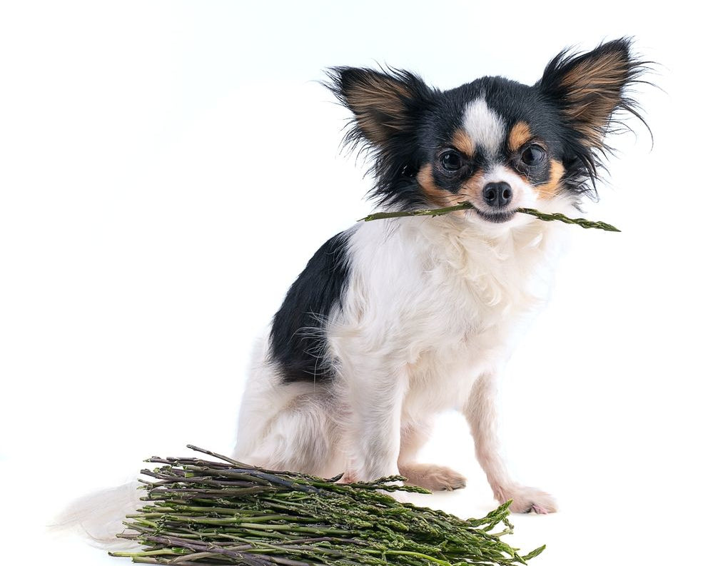 chihuahua con asparago in bocca 