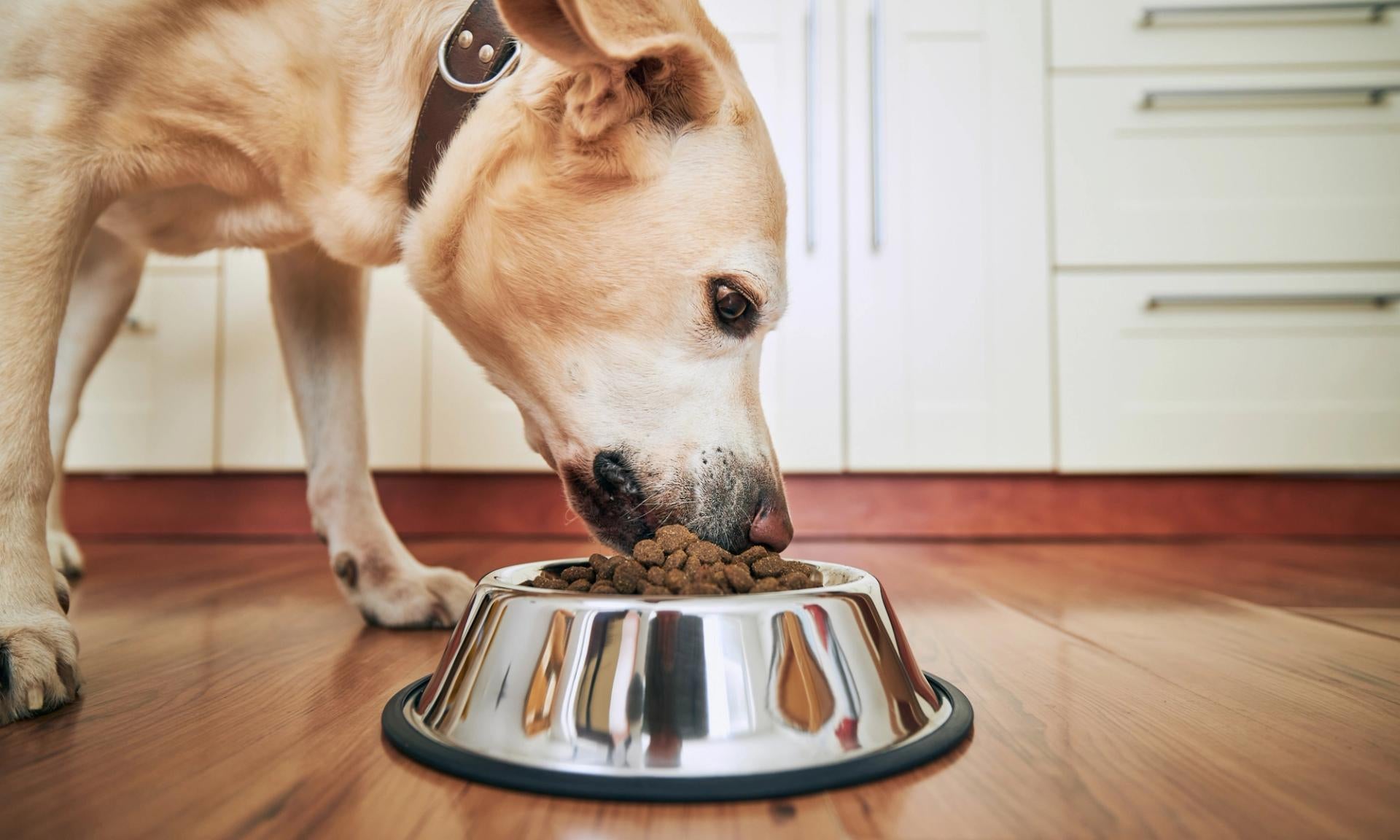 labrador che mangia dalla ciotola di metallo a casa