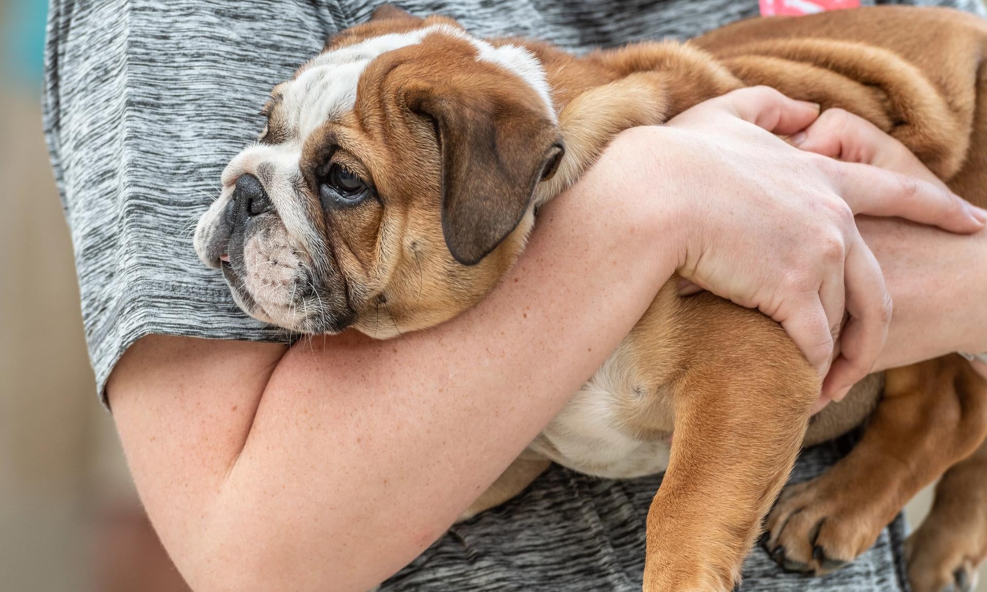cucciolo di bulldog inglese in braccio al padrone