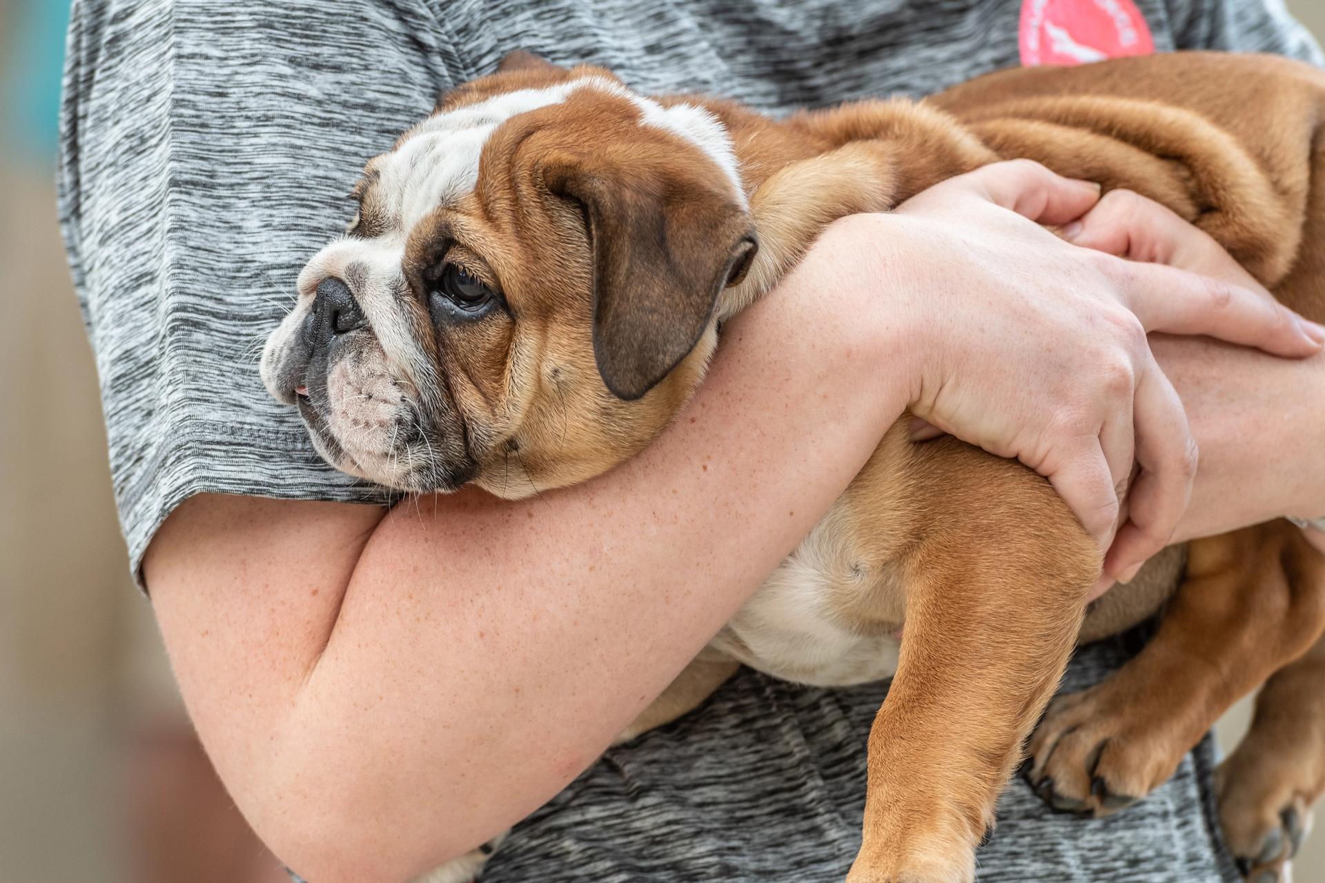 cucciolo di bulldog inglese in braccio al padrone