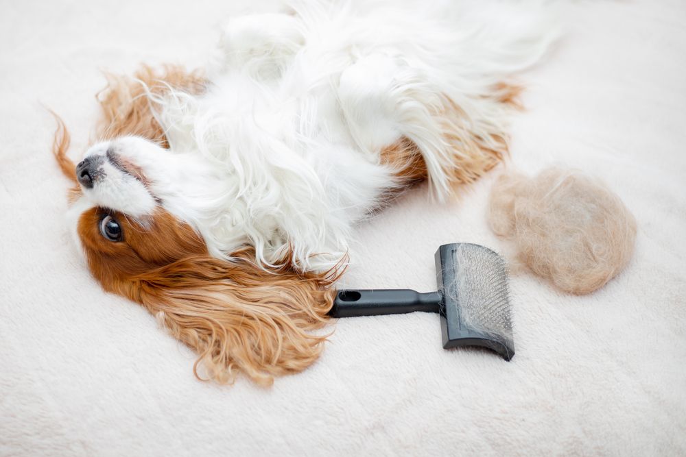 cavalier king sul letto con affianco spazzola piena di peli