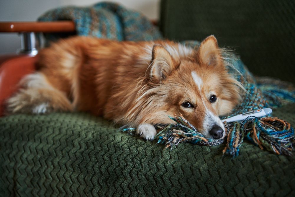 corgi con febbre