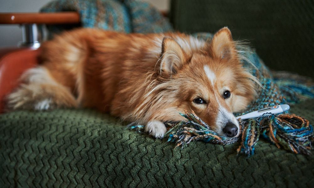 corgi con febbre