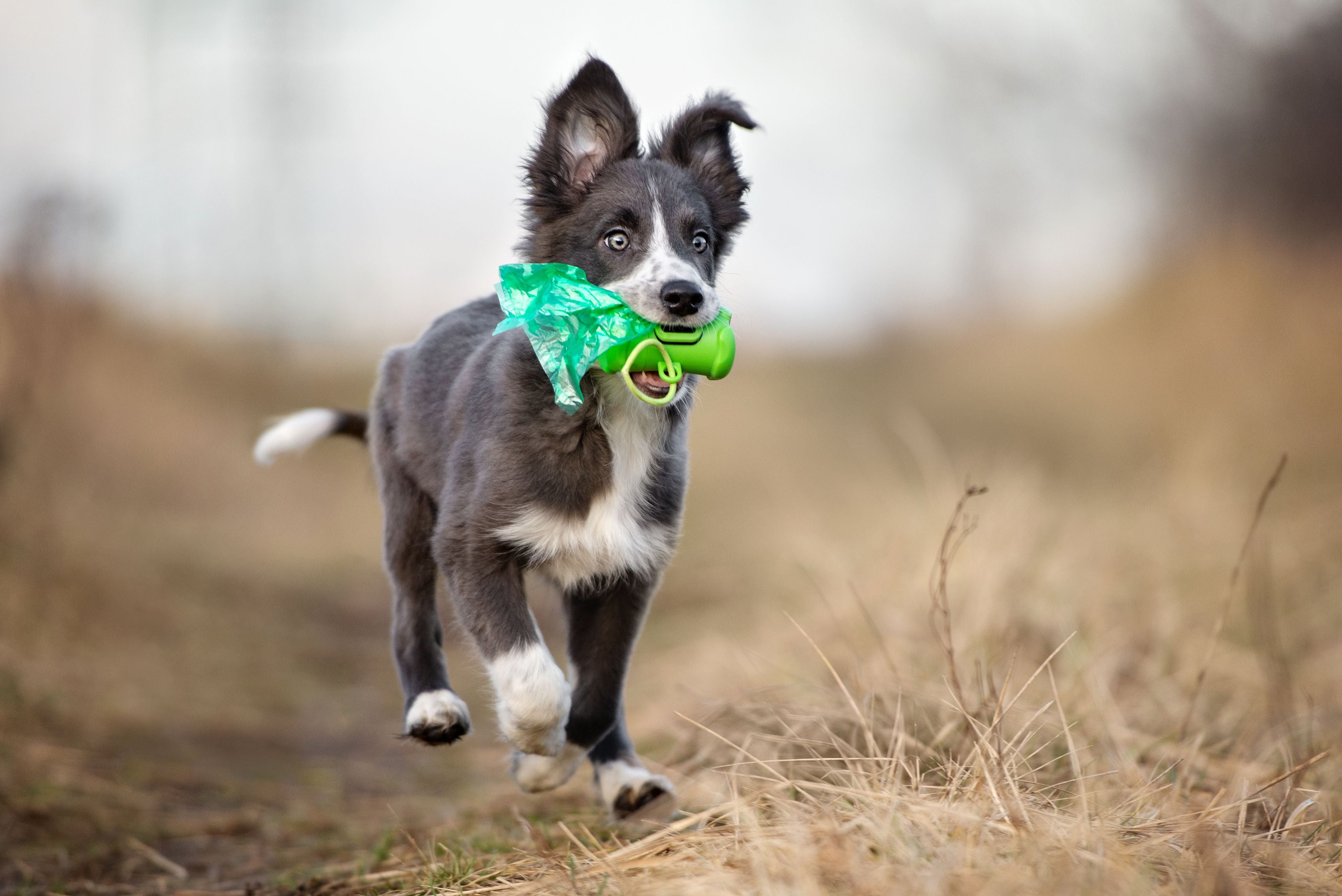 cucciolo che passeggia felice