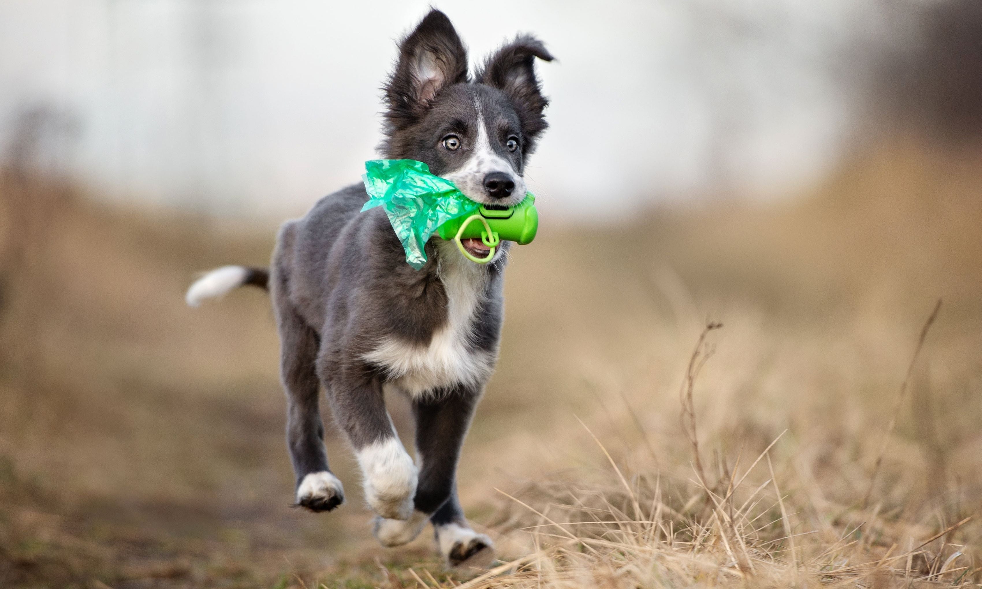 cucciolo che passeggia felice