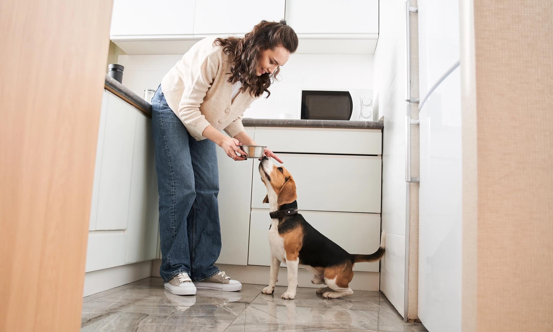 cambio dei croccantini al cane