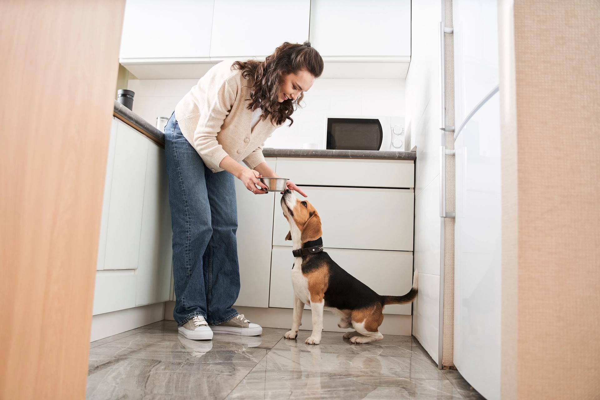 cambio dei croccantini al cane