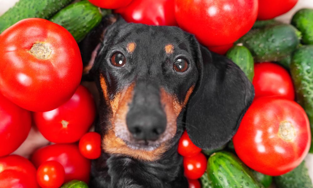 frutta e verdura per cani