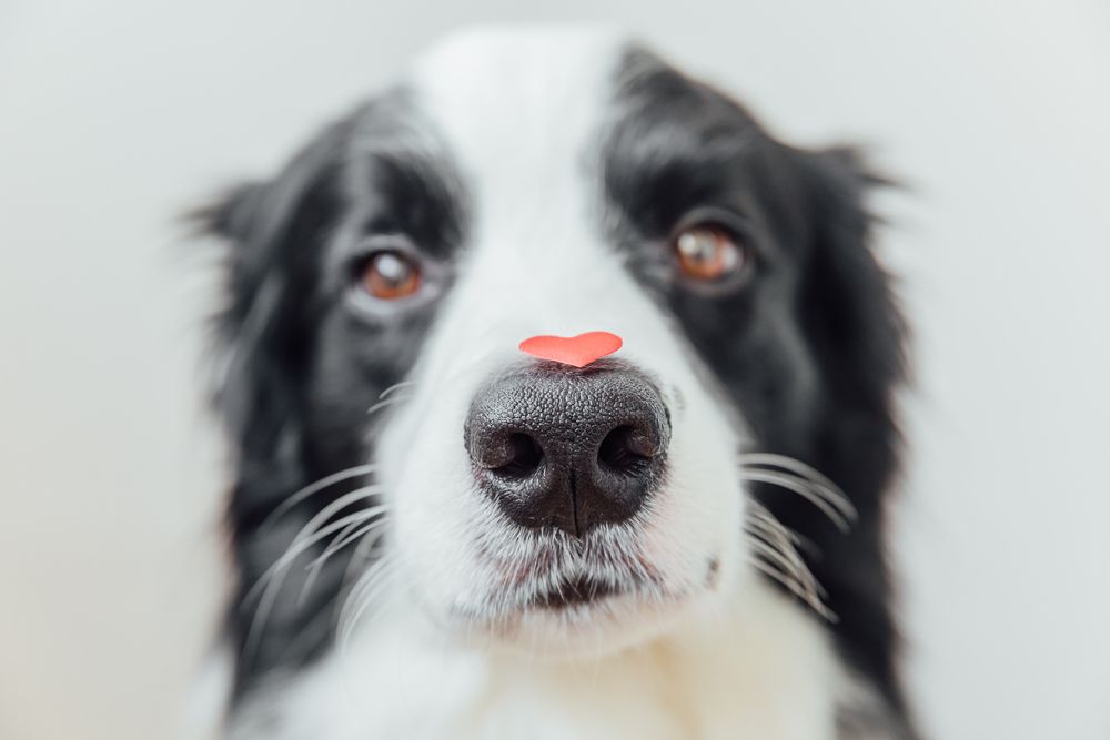 focus sul naso del cane con un cuoricino rosso