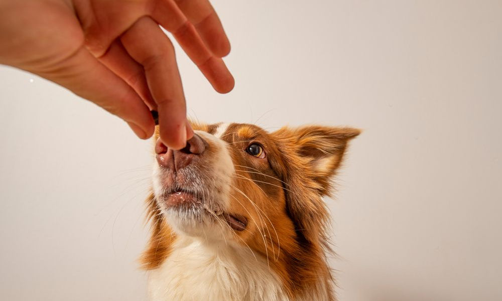 cane di taglia media mangia un croccantino