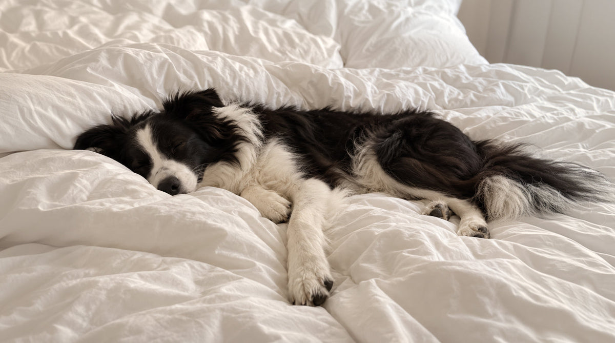 Quanto dorme un cane nelle varie fasi della vita?