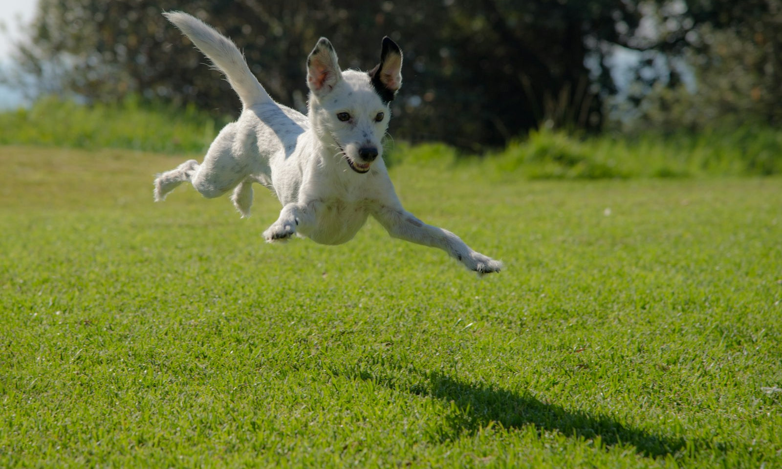 vitamine per cani, cane che salta felice su un prato verde