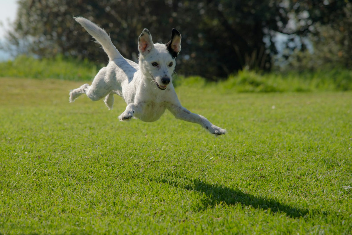 vitamine per cani, cane che salta felice su un prato verde
