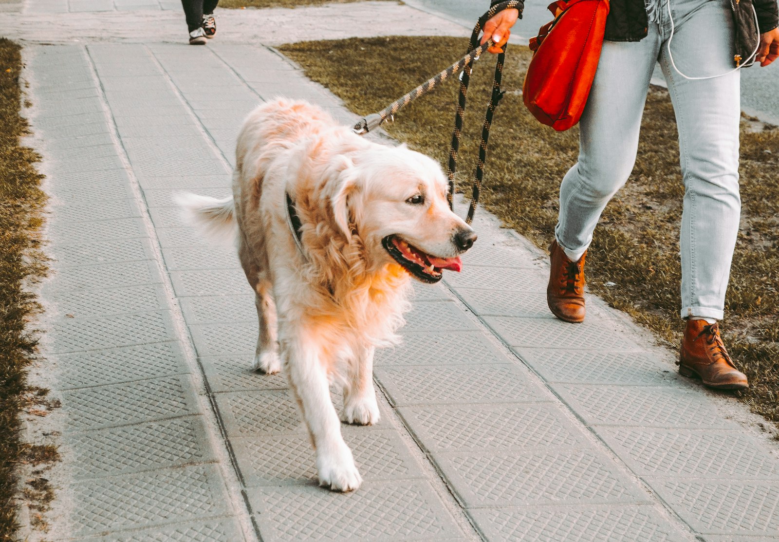 integratore articolazioni cane, golden retriever durante una passeggiata al guinzaglio