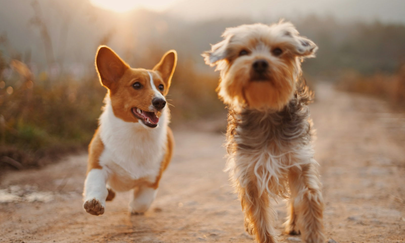 due cani corrono felici su una strada sterrata, integratori per cani come supporto quotidiano
