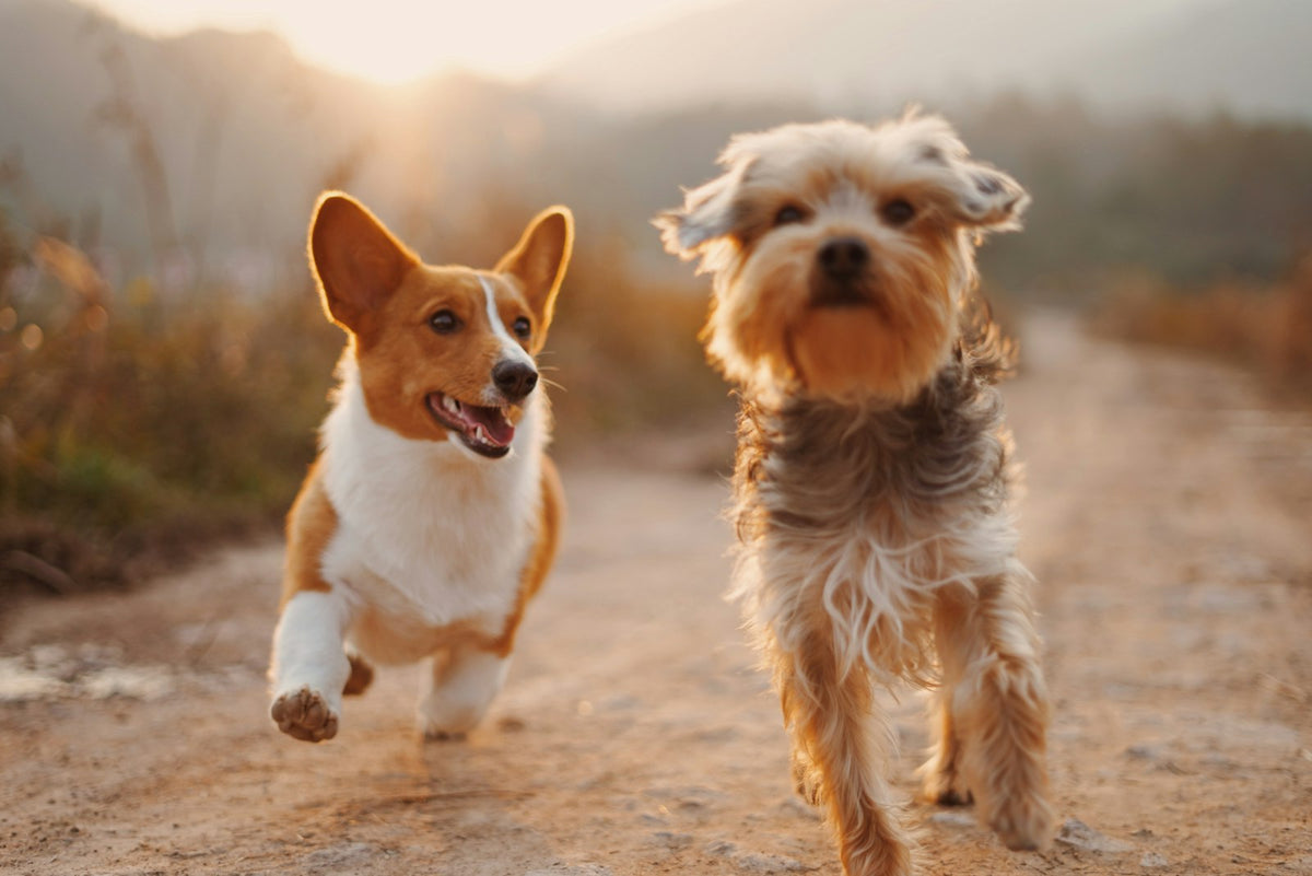 due cani corrono felici su una strada sterrata, integratori per cani come supporto quotidiano