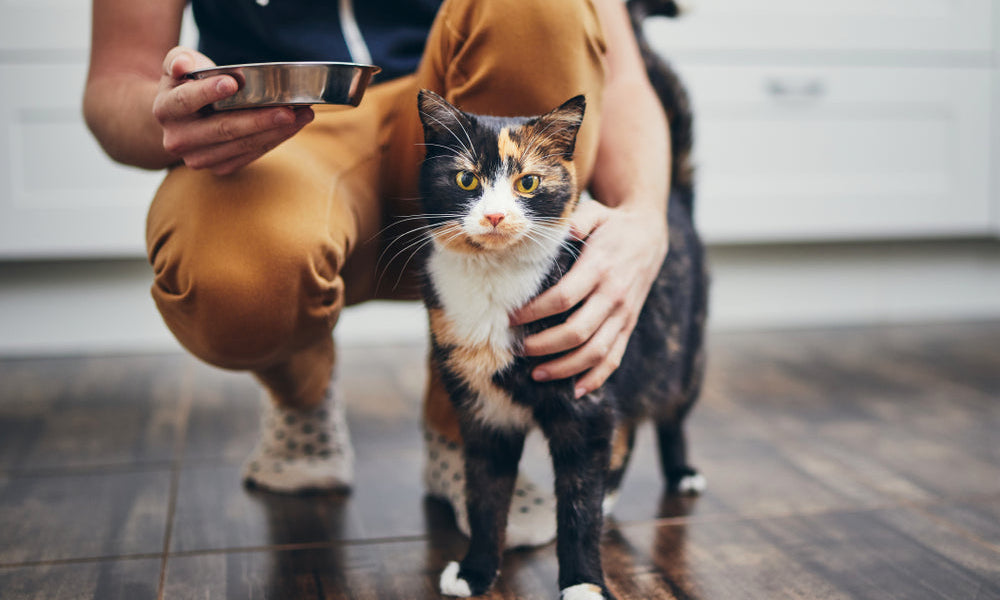 Uomo che tiene la ciotola con il cibo per il suo gatto