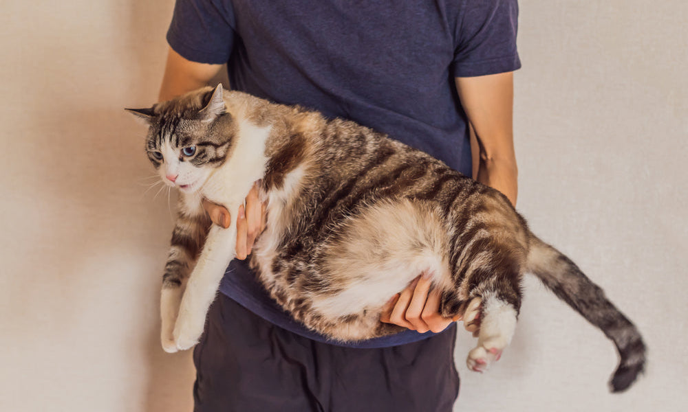 ragazzo tiene in braccio gatto obeso