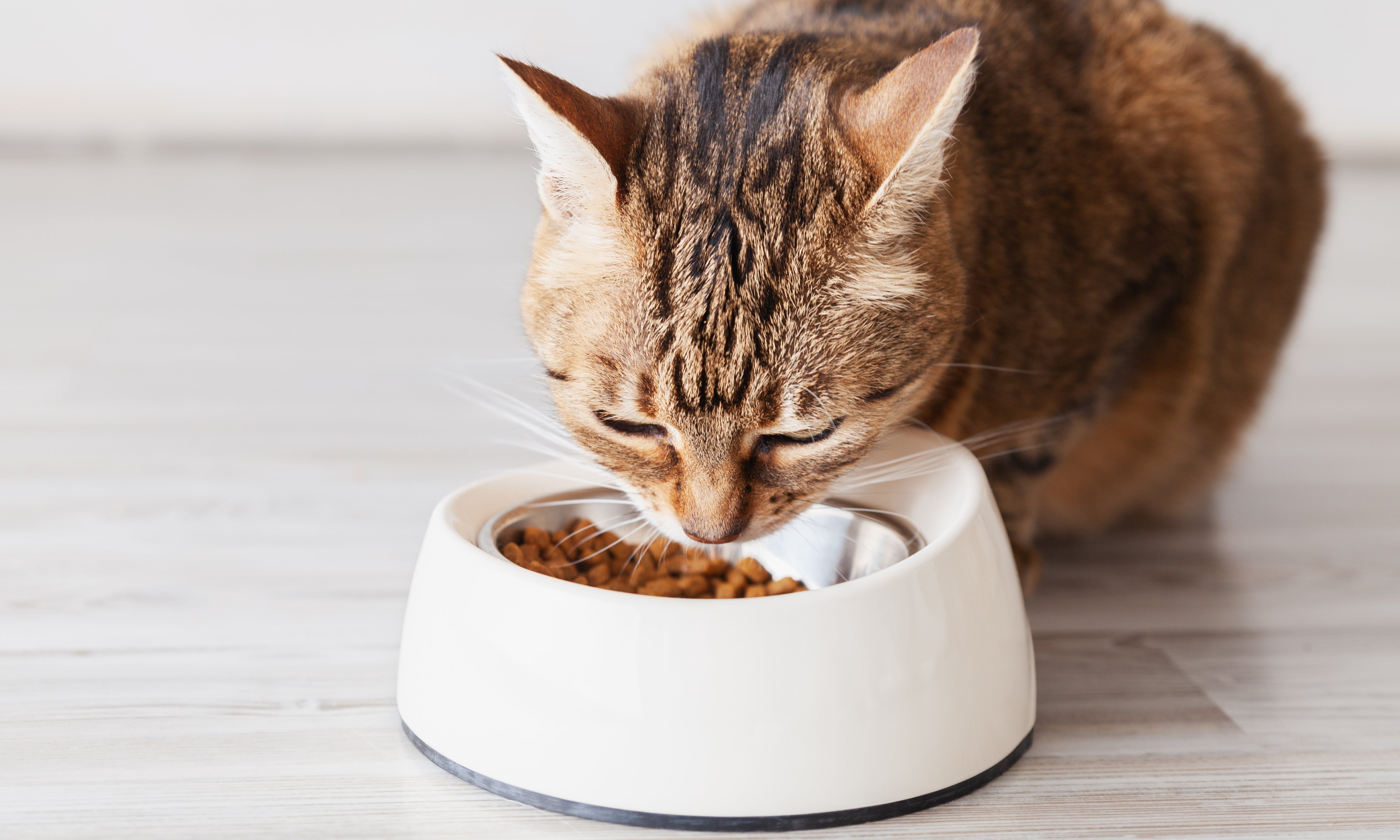 alimentazione del gatto anziano