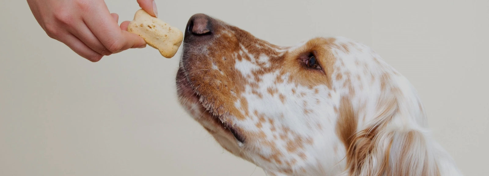 Biscotti per cani: golosi premi artigianali e naturali