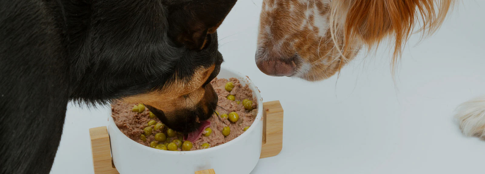 Cani che mangiano cibo umido da una ciotola