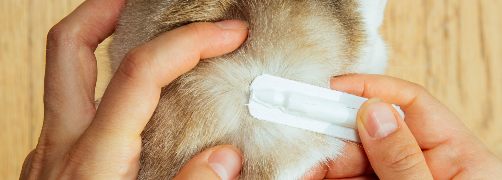 persona che applica un prodotto antiparassitario sul pelo del proprio cane