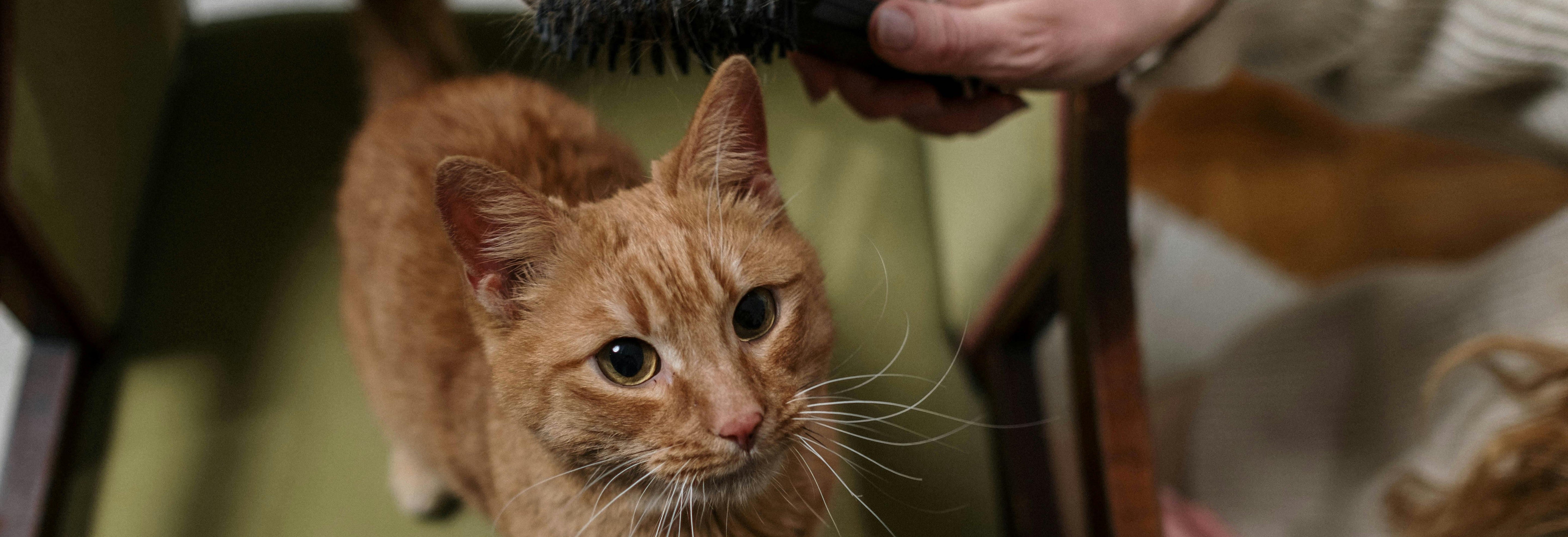 gatto arancione