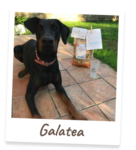 Foto di Galatea, cane che mangia i prodotti amusi