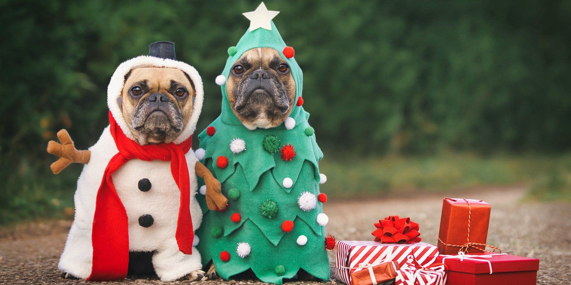 Cani pacchi di natale