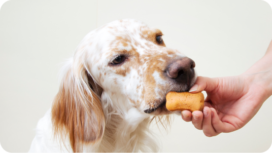 cane che mangia biscotti amusi