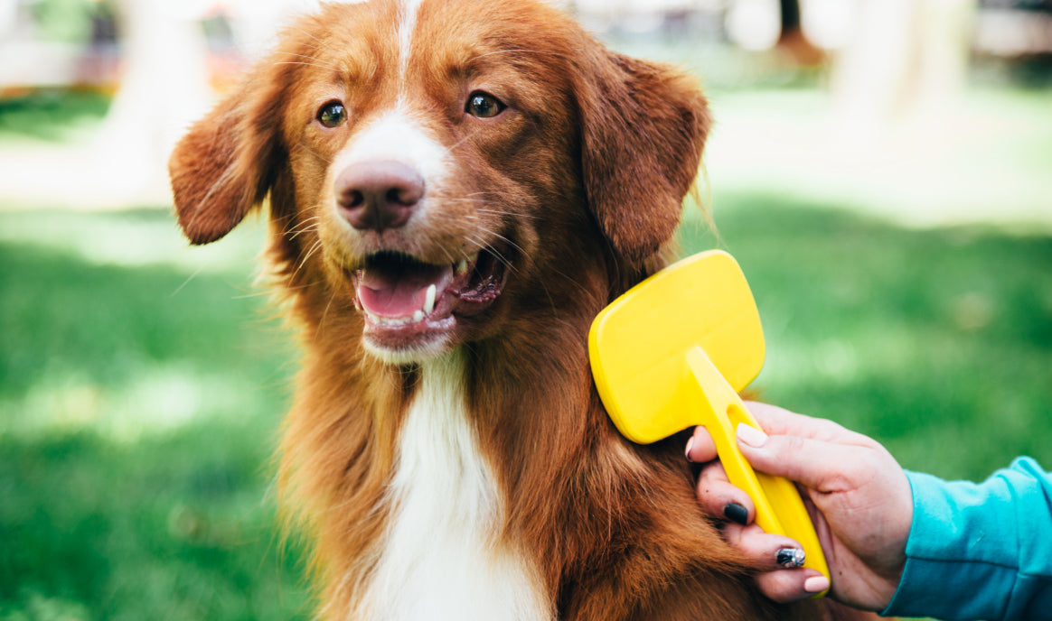 persona che pettina un cane