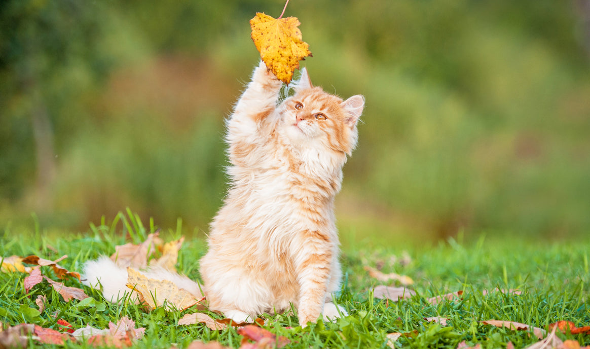 Olio di Neem per Gatti: Spray repellente contro insetti, pulci e parassiti